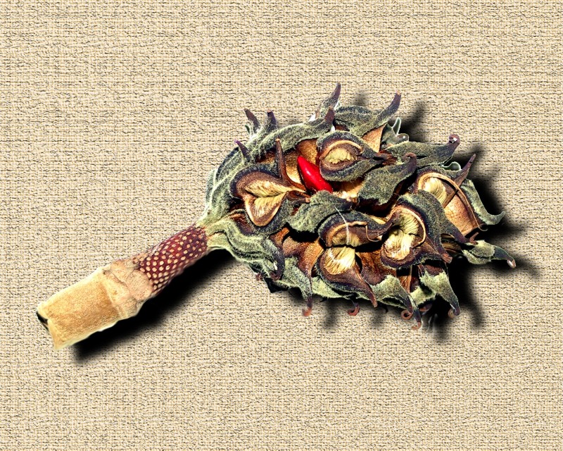 This image has been resized
